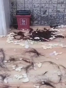 Desentupidor Wild Tornado